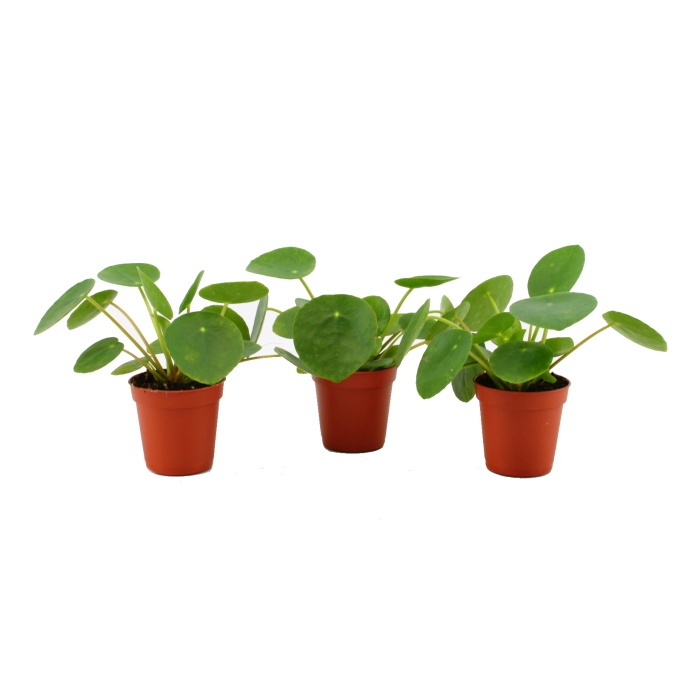 Okrasné pokojové rostliny - Pilea peřincová květináč 6cm