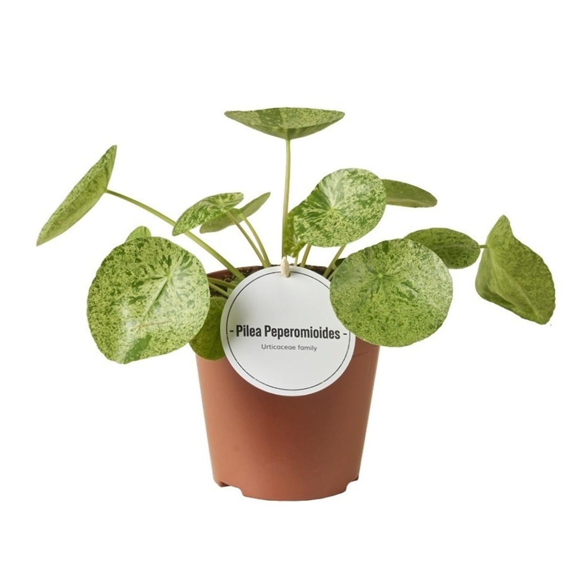 Okrasné pokojové rostliny - Pilea peřincová Mojito květináč 12cm