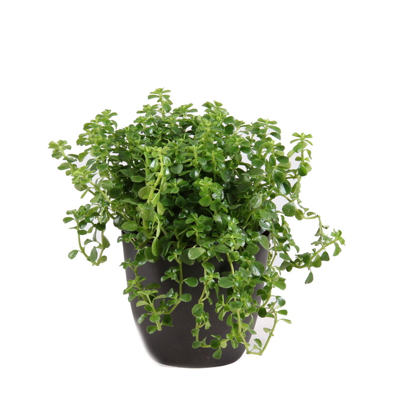 Okrasné pokojové rostliny - Pilea Pitoresque květináč 10,5cm