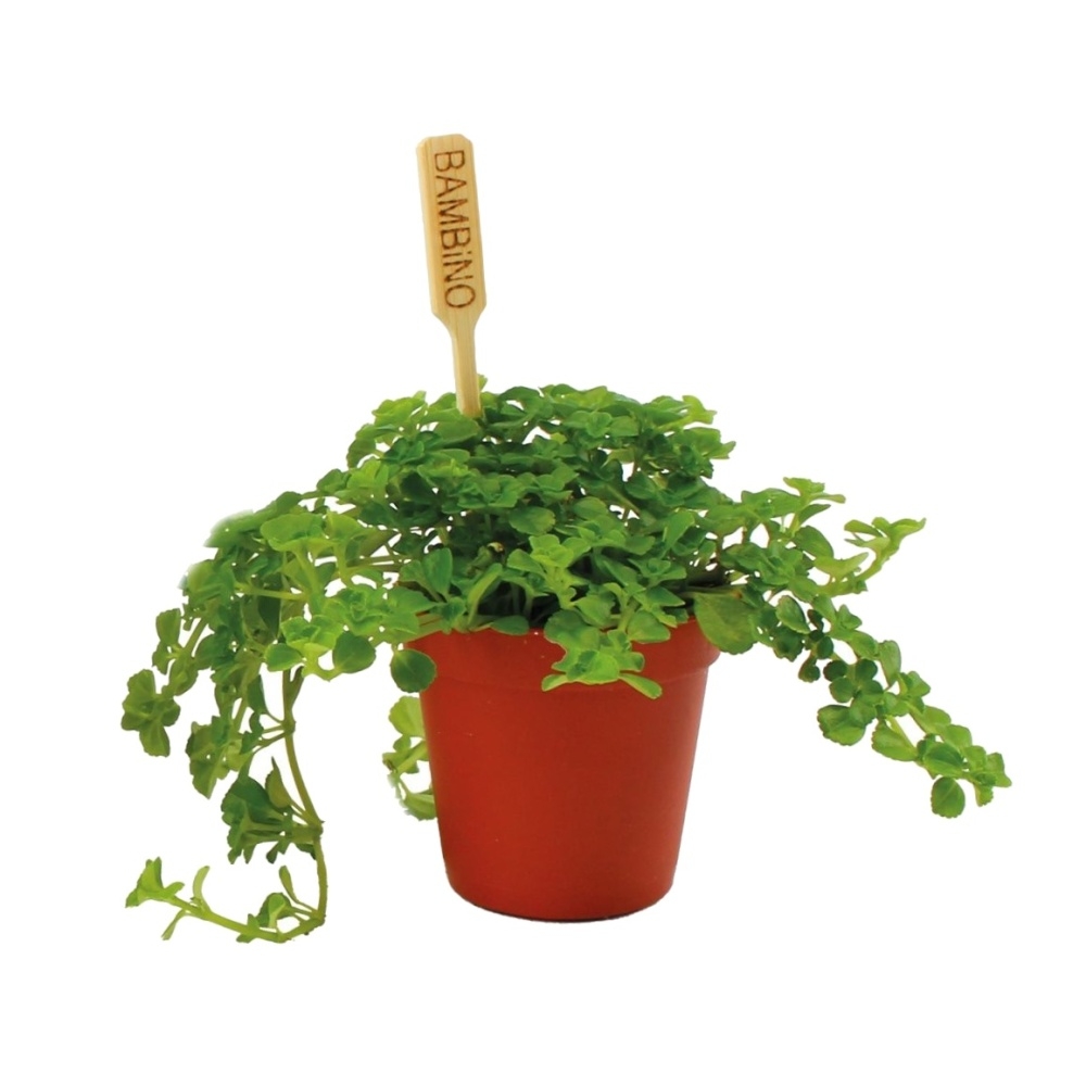 Okrasné pokojové rostliny - Pilea Pitoresque květináč 6cm