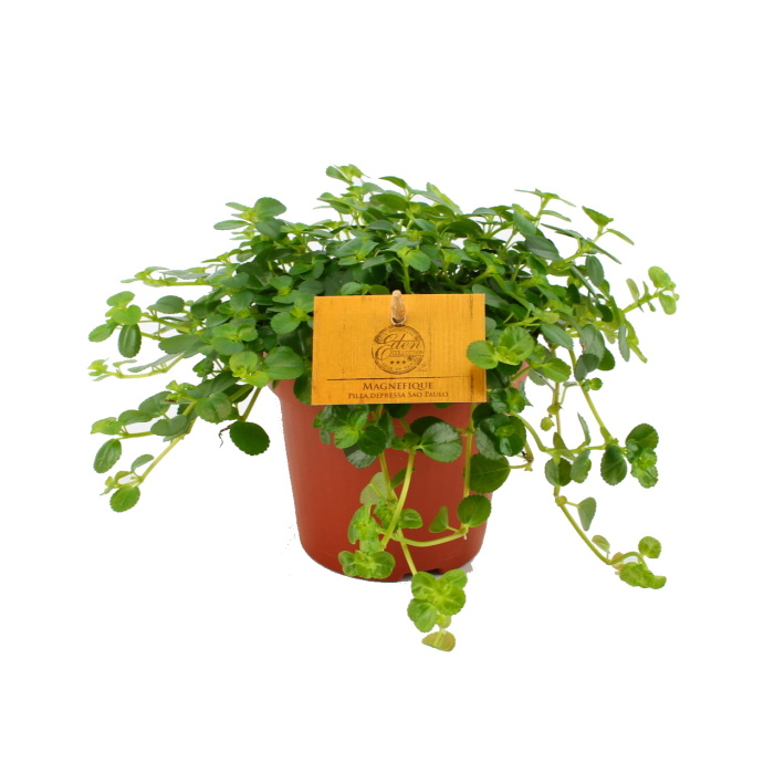 Okrasné pokojové rostliny - Pilea 'San Paulo' květináč 12cm
