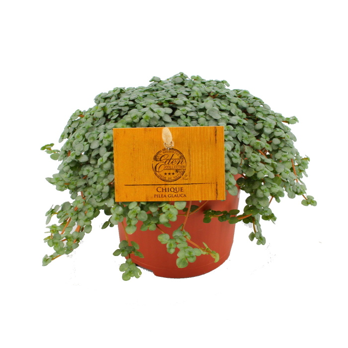 Pokojové rostliny okrasné listem - Pilea sivá Chique květináč 10,5cm