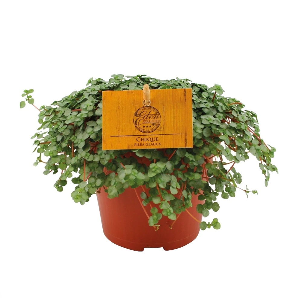 Okrasné pokojové rostliny - Pilea sivá Chique květináč 12cm