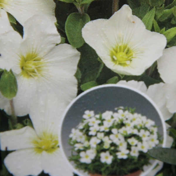 Skalničky - Písečnice horská Blizzard Compact 9cm