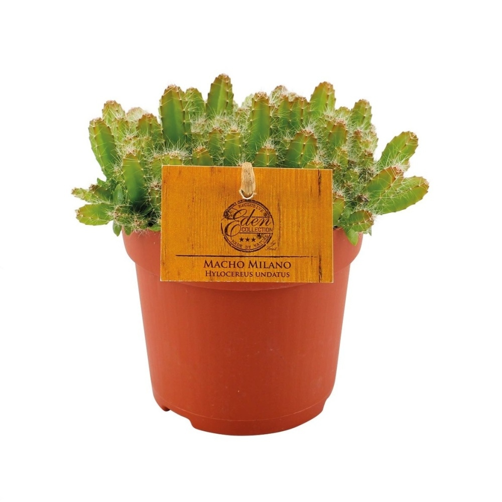 Kaktusy a sukulenty - Pitahaya, kaktus Macho Milano květináč 10,5cm