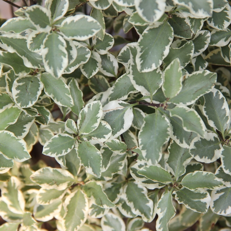 Nádobové květiny - Pittosporum 'Variegatum' 10 litrů