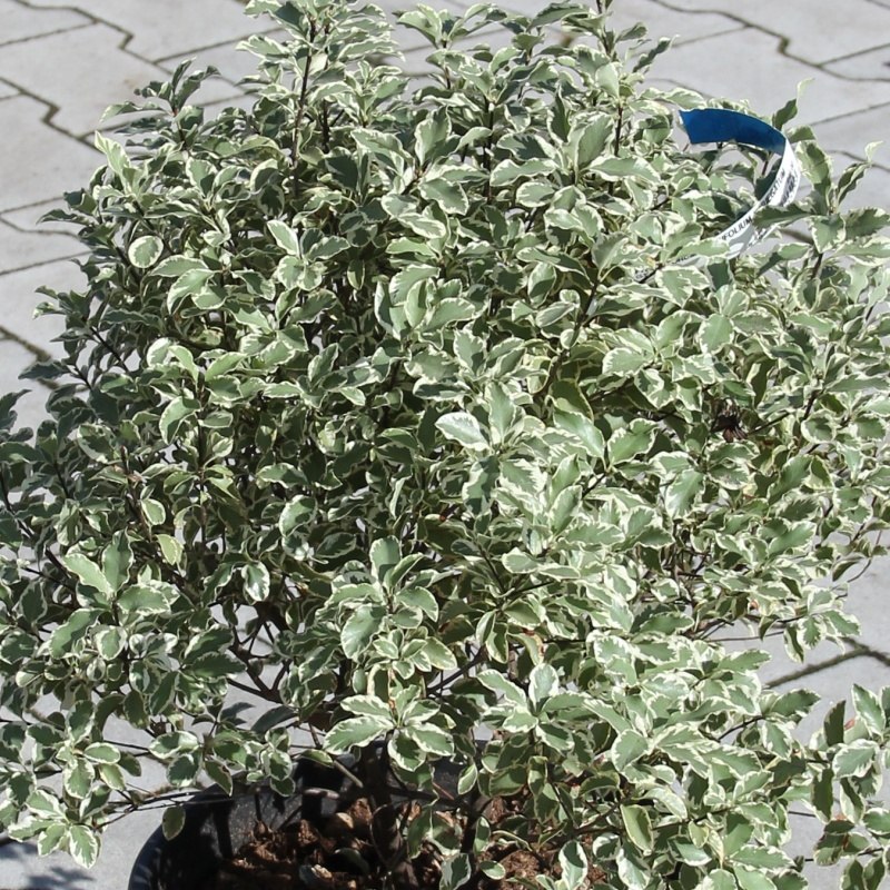 Pittosporum 'Variegatum' 10 litrů-0