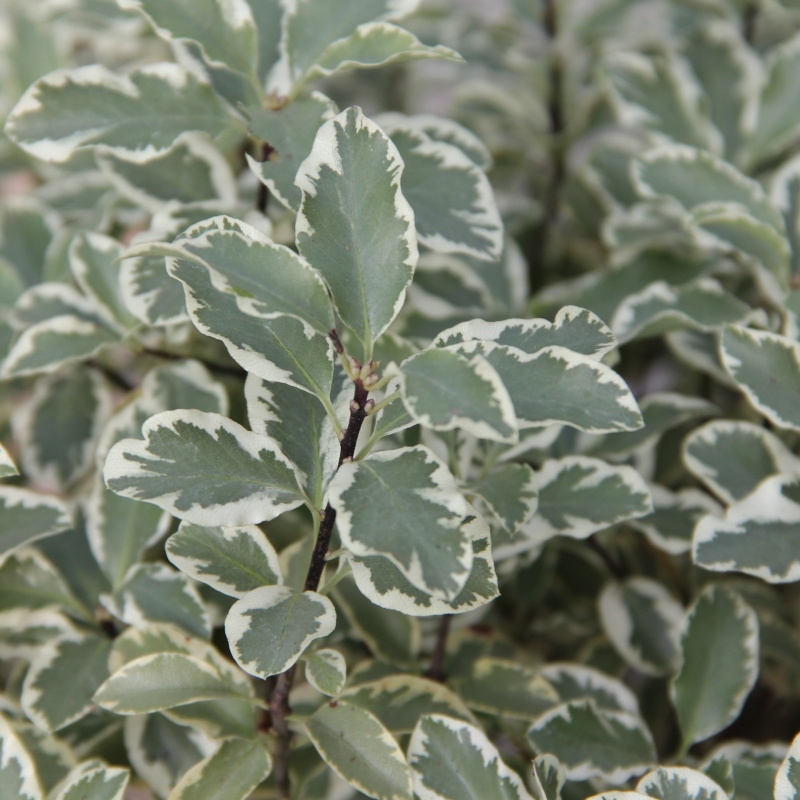 Pittosporum 'Variegatum' 10 litrů-1