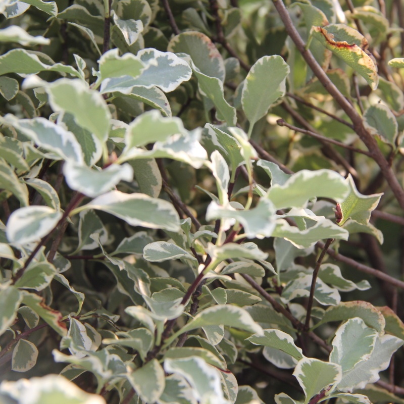 Pittosporum 'Variegatum' 10 litrů-2