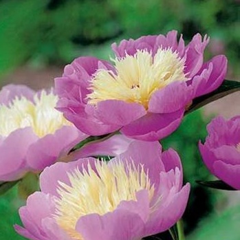 Rostliny - Pivoňka čínská 'Bowl of Beauty' 1ks