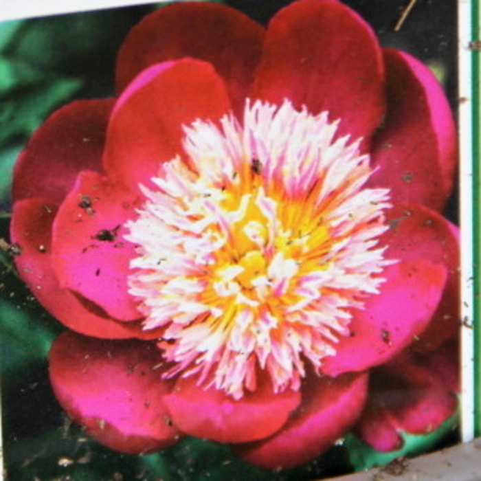 Trvalky - Pivoňka čínská 'Buckeye Belle' květináč 2 litry