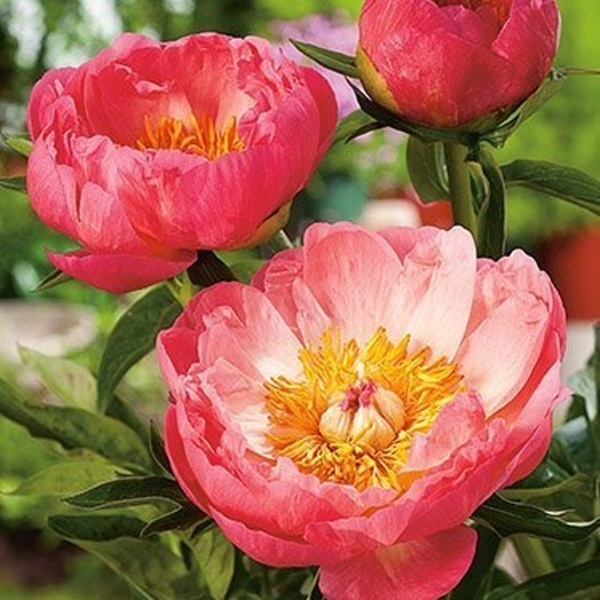 Rostliny - Pivoňka čínská 'Coral Sunset' 1ks