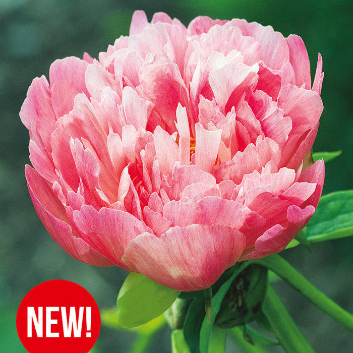 Pivoňka čínská 'Coral Sunset' 1ks-0