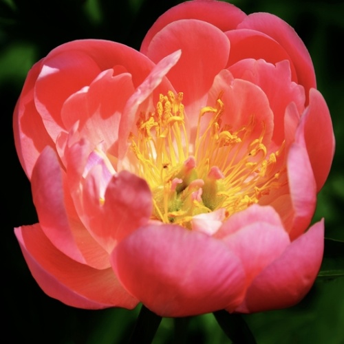 Trvalky - Pivoňka čínská 'Coral Sunset' 2 litry