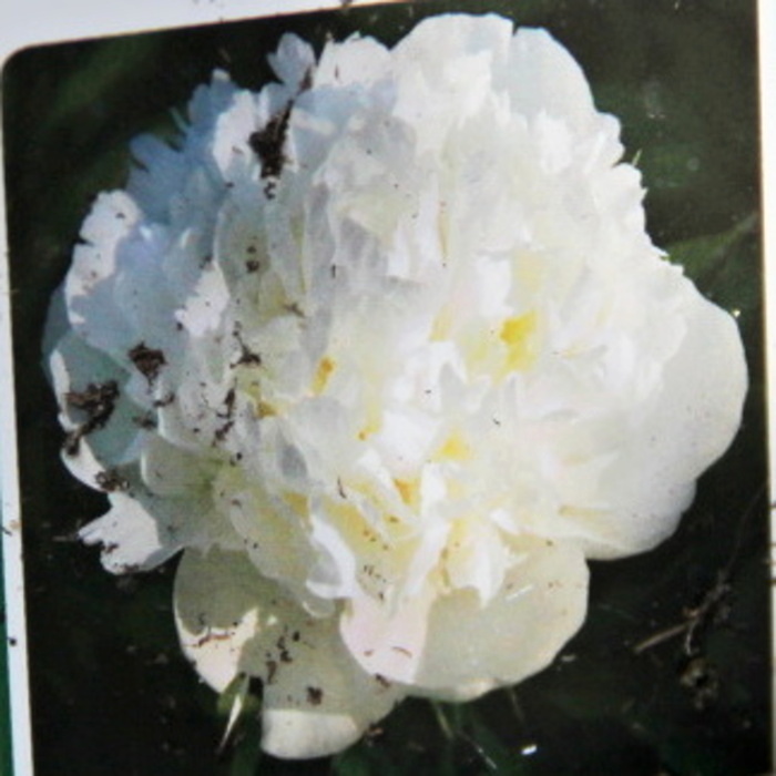 Trvalky - Pivoňka čínská Duchesse se Nemours květináč 2 litry