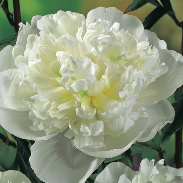 Pivoňka čínská Duchesse se Nemours květináč 2 litry-0