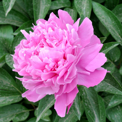 Trvalky - Pivoňka čínská Edulis Superba 2 litry