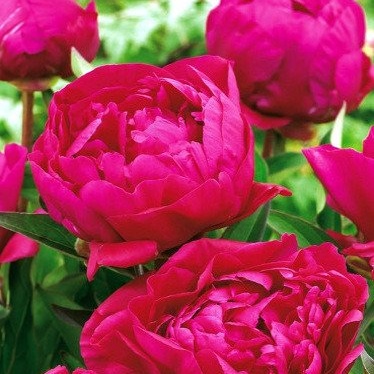 Rostliny - Pivoňka čínská 'Felix Crouse' 1ks