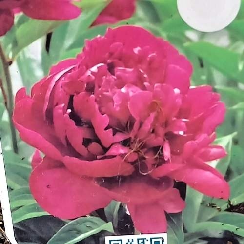 Trvalky - Pivoňka čínská 'Kansas' 2 litry