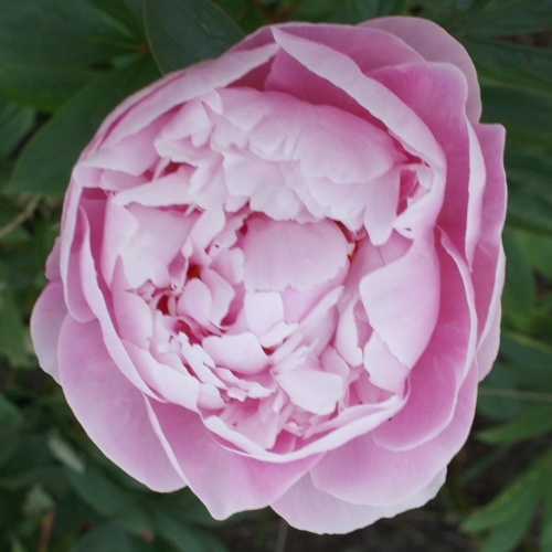 Trvalky - Pivoňka čínská Lady Alexandra Duff 2 litry