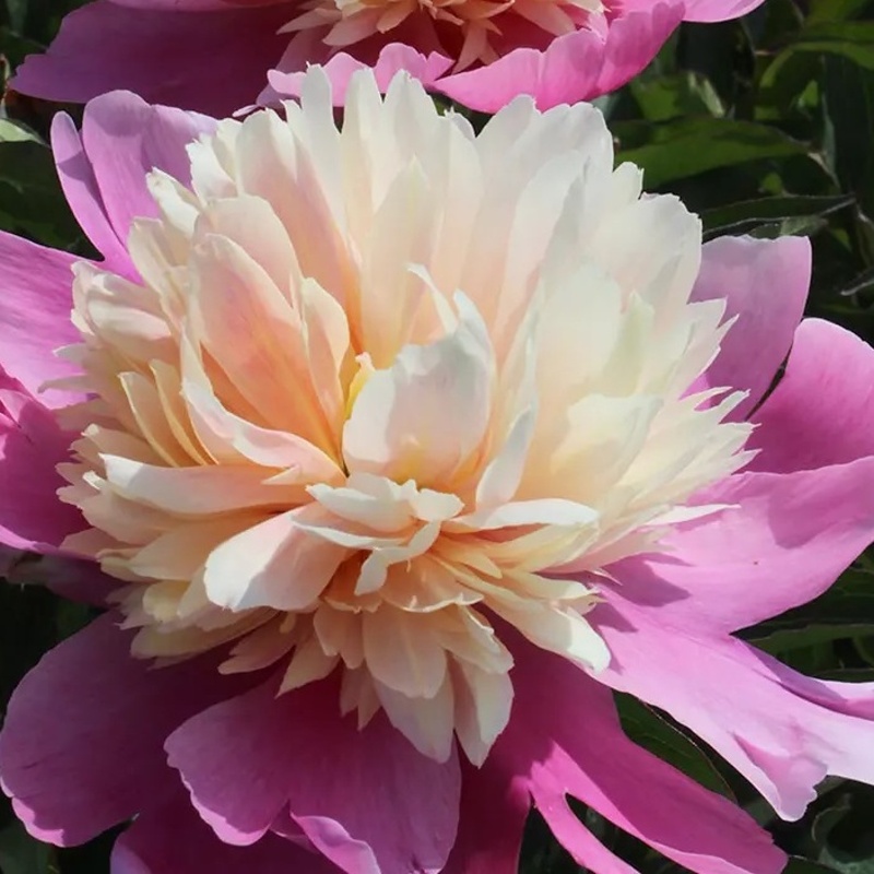 Rostliny - Pivoňka čínská 'Lady Liberty' 1ks