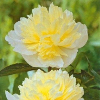 Rostliny - Pivoňka čínská 'Laura Dessert' 1ks