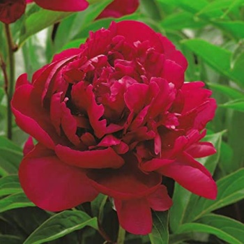 Rostliny - Pivoňka čínská 'Madame Gaudichau' 1ks
