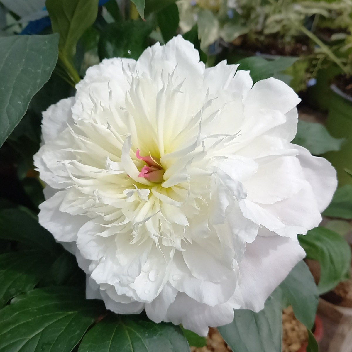 Na slunce - Pivoňka čínská mix, květináč 10 litrů