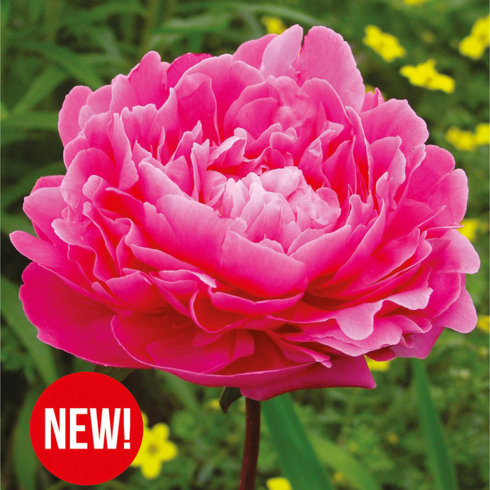 Rostliny - Pivoňka čínská 'Pink Supreme' 1ks