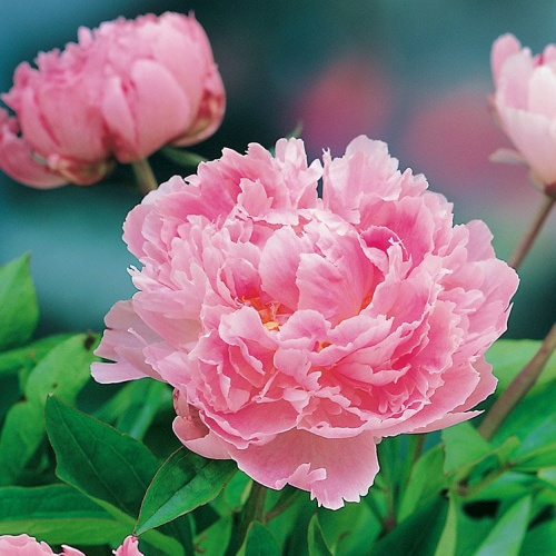 Rostliny - Pivoňka čínská 'Sarah Bernhardt' 1ks