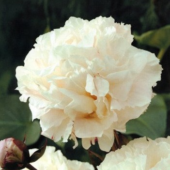 Rostliny - Pivoňka čínská 'Shirley Temple' 1ks