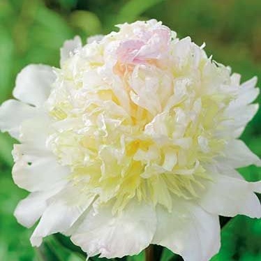 Rostliny - Pivoňka čínská 'Top Brass' 1ks