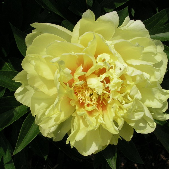 Rostliny - Pivoňka dřevitá MIX BAREV květináč 9 litrů, výška 30/50cm, keř