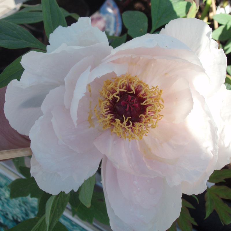 Pivoňka dřevitá MIX BAREV květináč 9 litrů, výška 30/50cm, keř-1