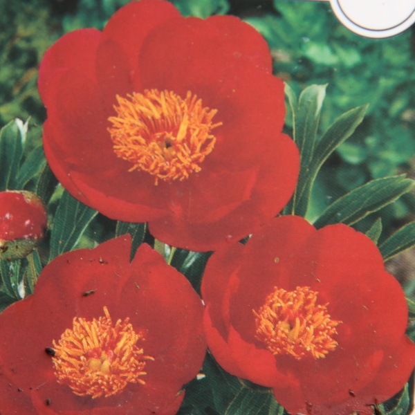 Trvalky k řezu - Pivoňka Flame 13cm