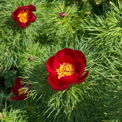 Trvalky - Pivoňka úzkolistá 2 litry