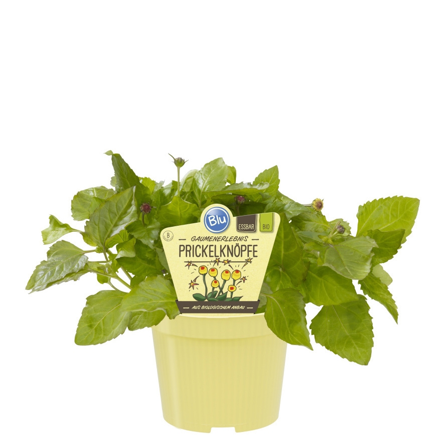 Bylinky - Plamatka zelná BIO květináč 12cm