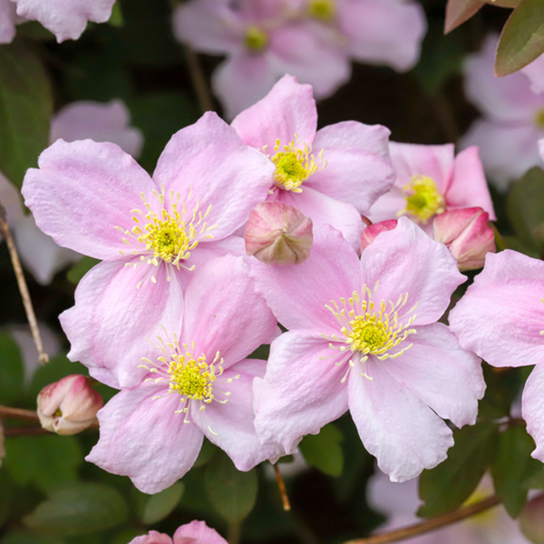 Popínavé rostliny - Plamének horský 'Pink Perfection' 2,25 litru