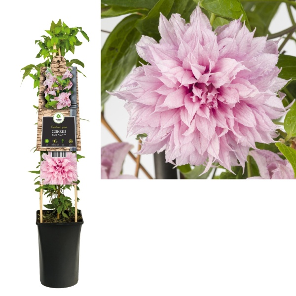 Popínavé rostliny - Plamének Multi Pink 2,25 litru