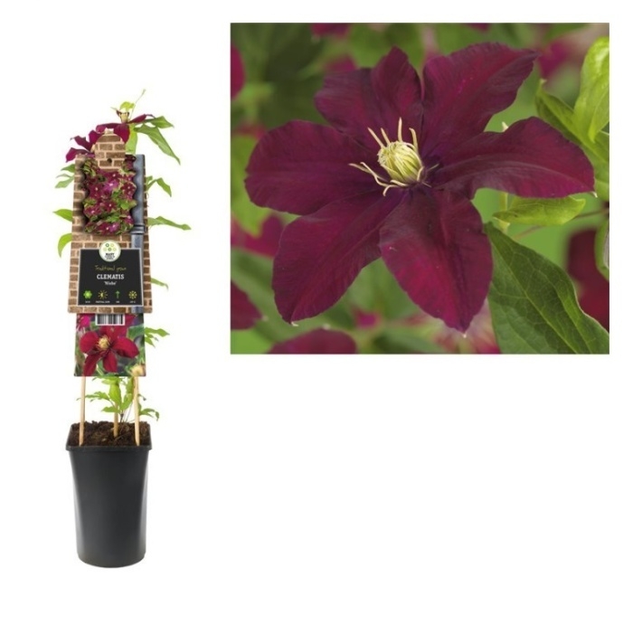 Popínavé rostliny - Plamének Niobe květináč 2,25 litru