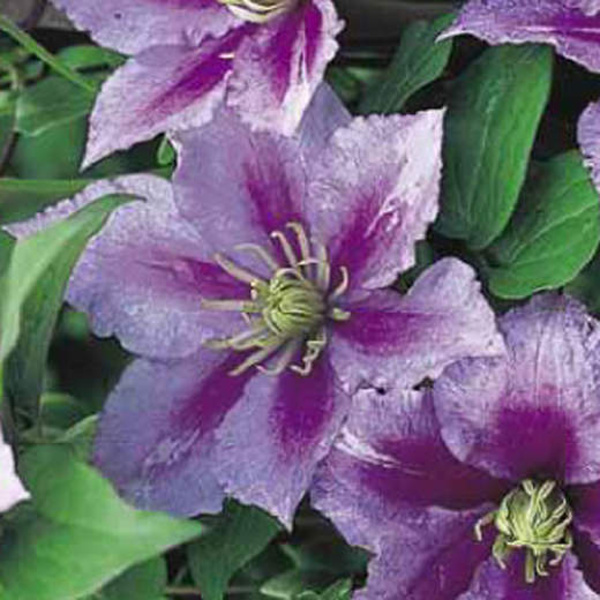 Popínavé rostliny - Plamének 'Piilu' výška 80/100cm, 5 litrů