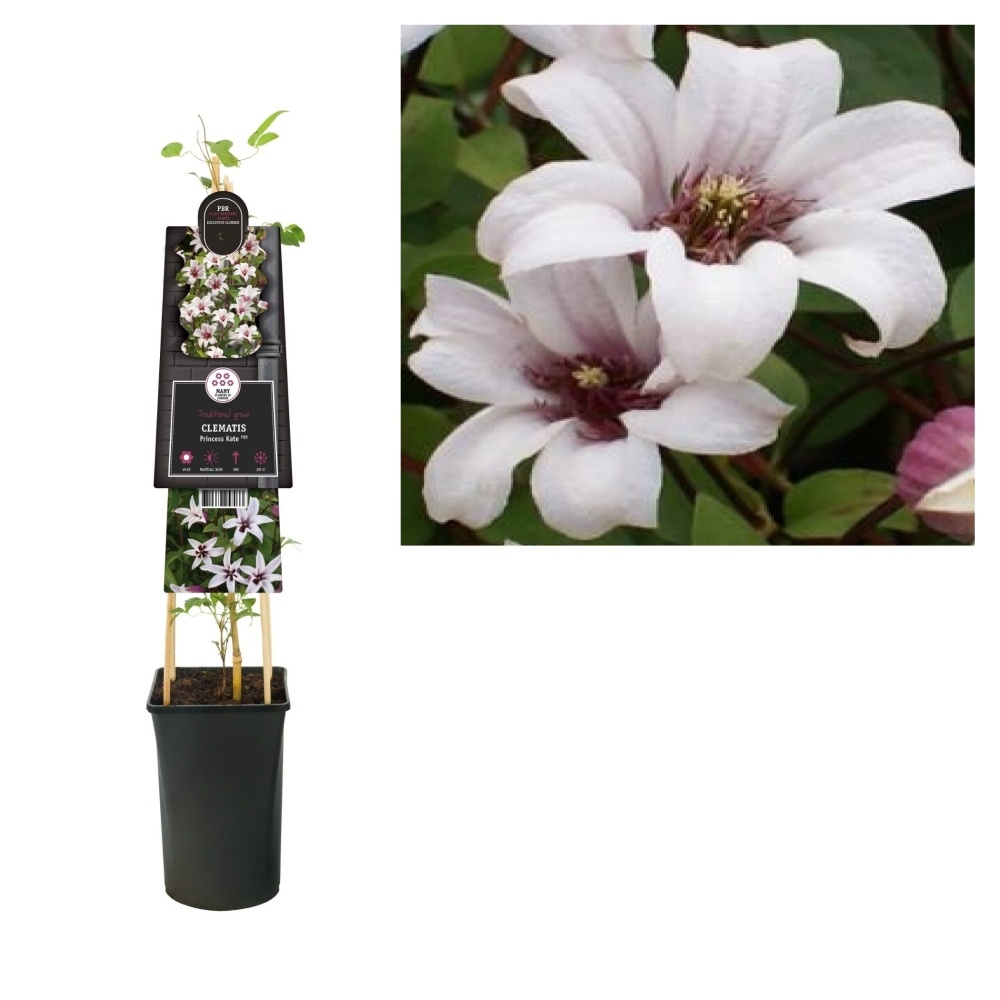 Popínavé rostliny - Plamének Princess Kate květináč 2,25 litru