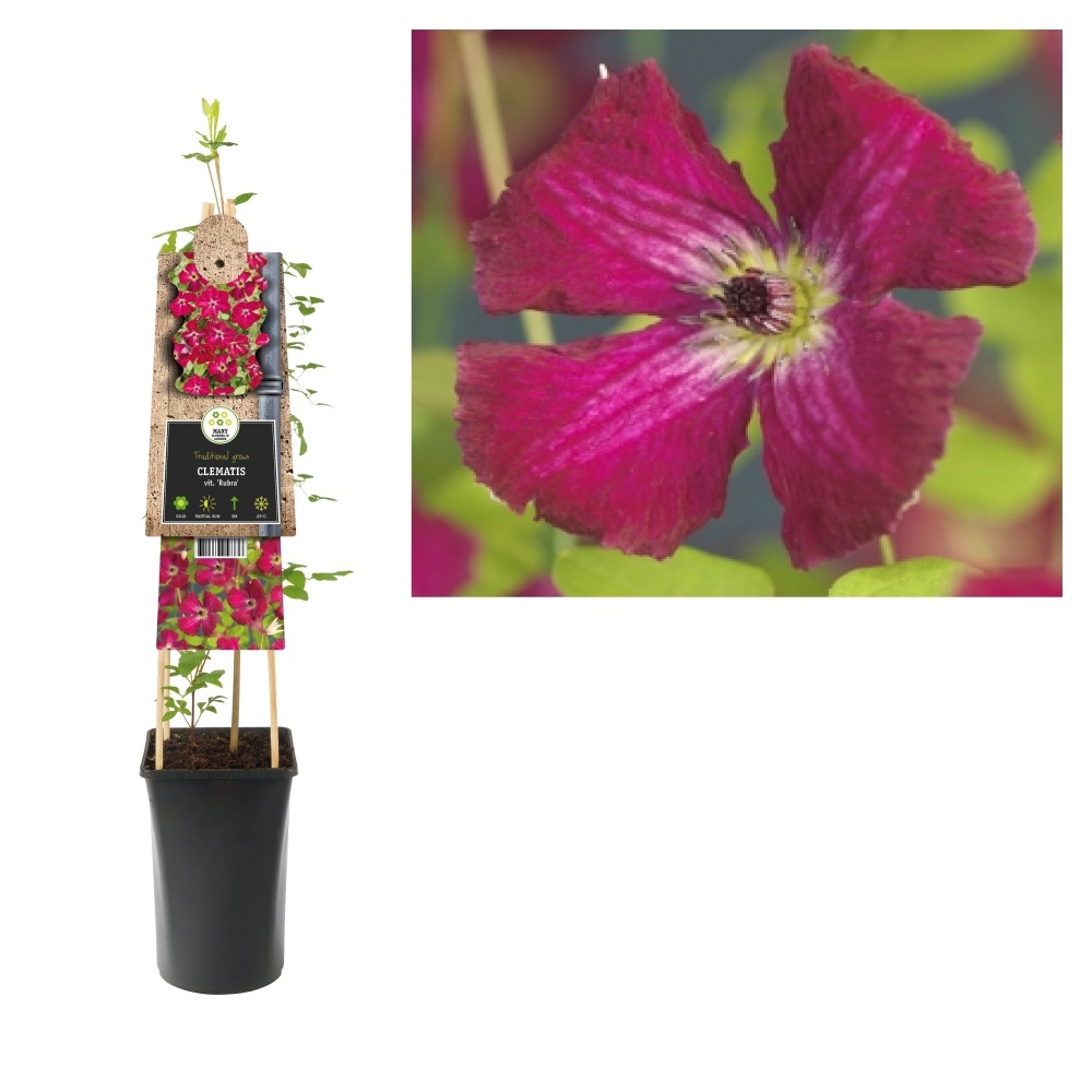 Popínavé rostliny - Plamének Rubra květináč 2,25 litru