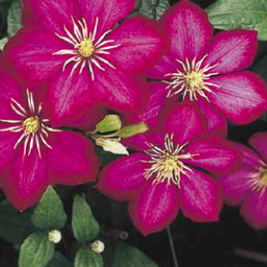 Popínavé rostliny - Plamének 'Ville de Lyon' květináč 2 litry, výška 55cm, vyvazovaný