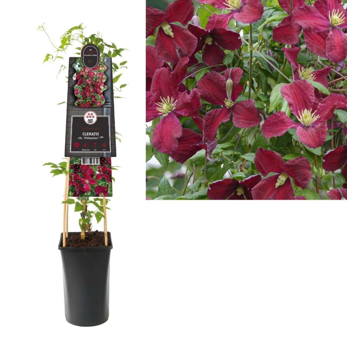 Popínavé rostliny - Plamének Vitiwester květináč 2,25 litru