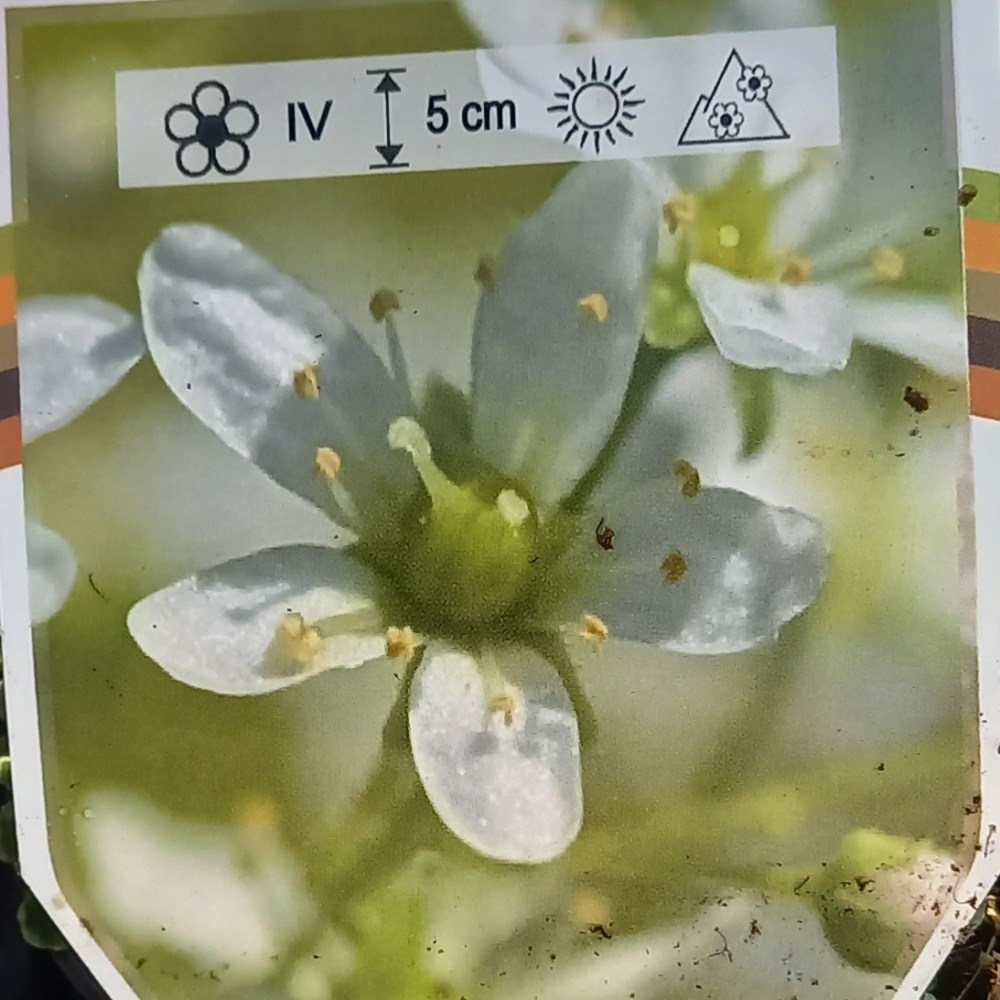 Skalničky - Plamenka 9cm