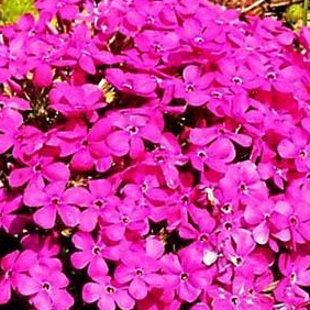 Skalničky - Plamenka Douglasova 'Red Admiral' 9cm