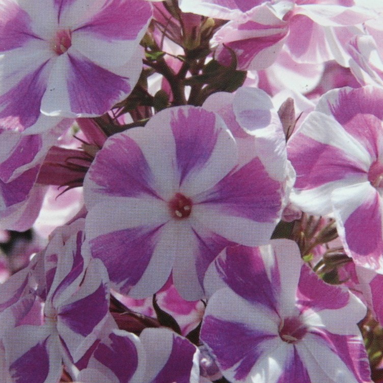 Na slunce - Plamenka latnatá 'Candy Twist' 1,3 litru