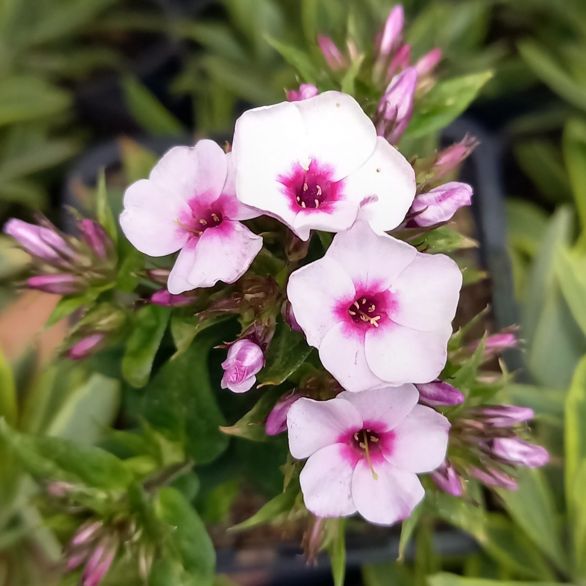 Na slunce - Plamenka latnatá Early Blush Pop květináč 9cm