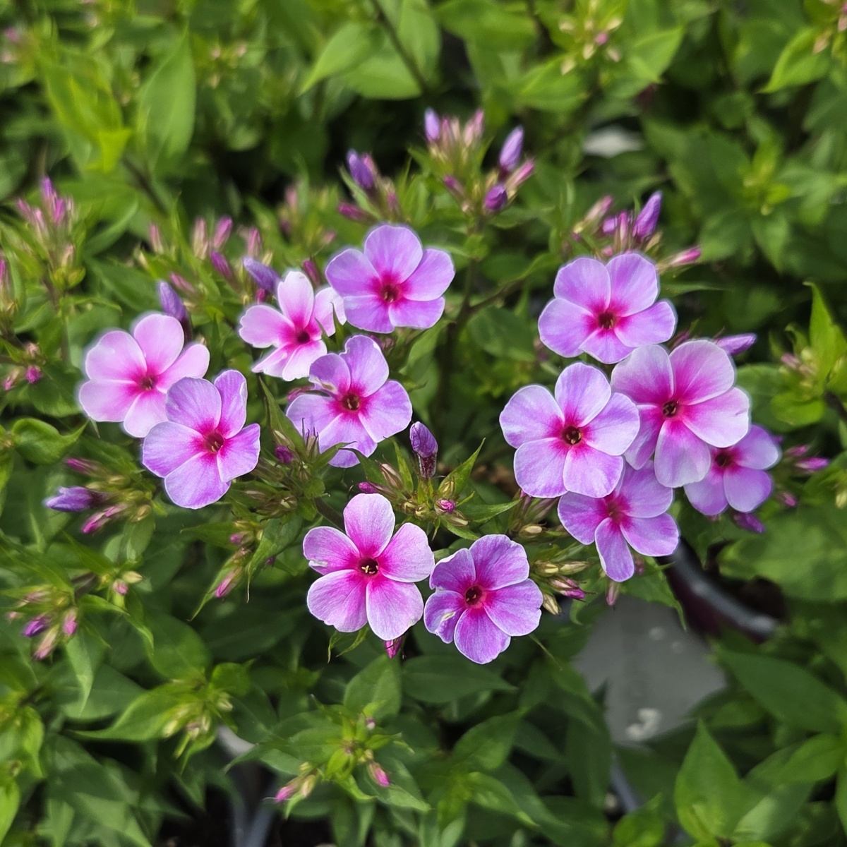 Na slunce - Plamenka latnatá Early Lavender Pop květináč 13cm